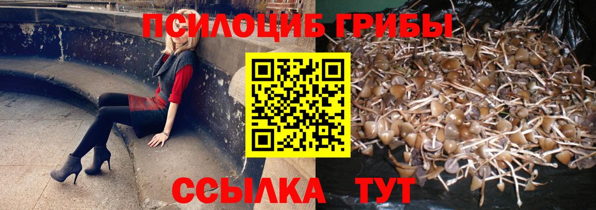 Черкесск  закладки  Вход с VPN  Галлюциногенные грибы Psilocybine cubensis 